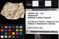 Foto (Objket + Etiketten) von Decapoda indet. 